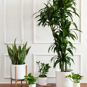 Pot Plants
