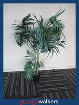 Artificial palm – Large – 1.5m–1.8m – Ex home staging – PR7034