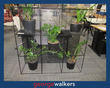 PR6432  Black  Metal Planter Wall Divider - George Walkers Office Furniture Megastore